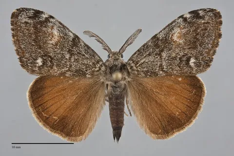 Orgyia pseudotsugata