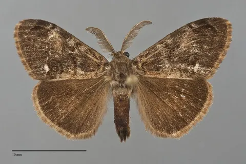 Orgyia vetusta