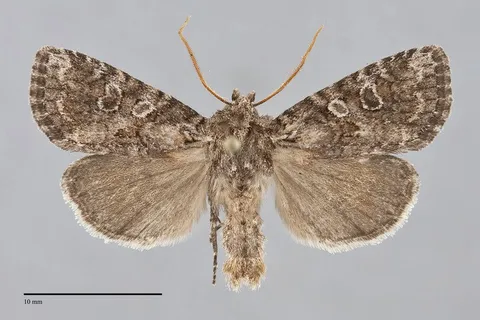 Orthodes detracta