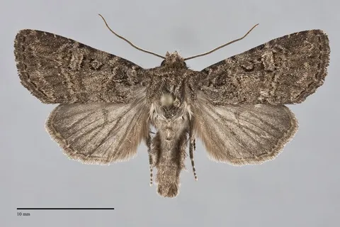 Orthodes noverca