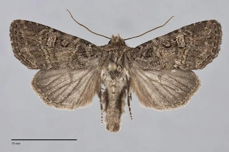 Orthodes noverca