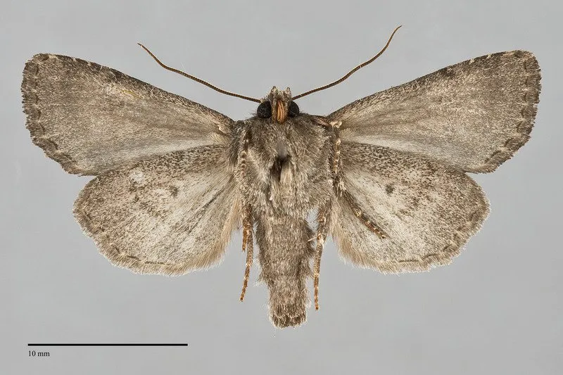Orthodes noverca