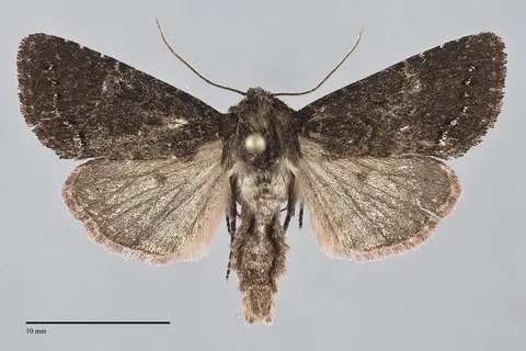 Orthodes obscura