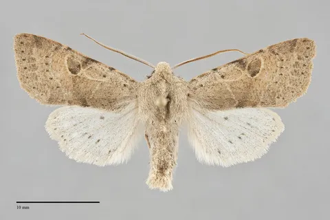 Orthosia behrensiana