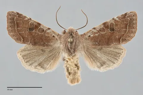 Orthosia hibisci