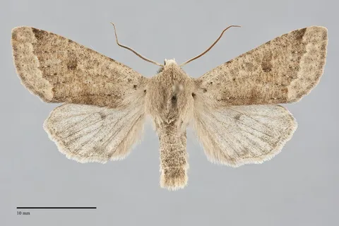 Orthosia pacifica