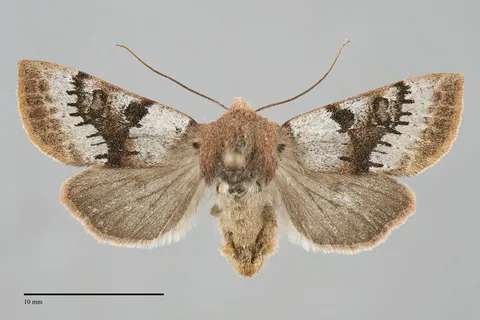 Orthosia pulchella