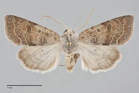Orthosia revicta