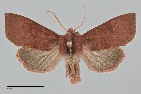 Orthosia transparens