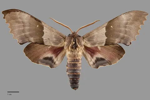 Pachysphinx modesta