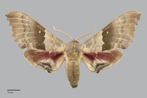Pachysphinx occidentalis