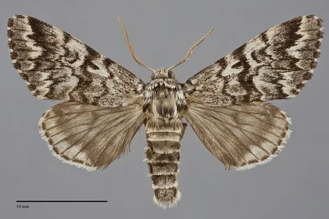 Panthea acronyctoides