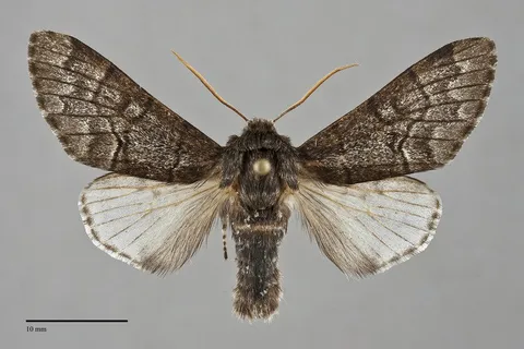 Panthea gigantea