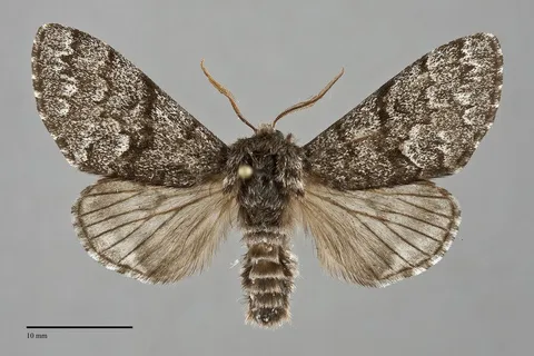 Panthea virginarius