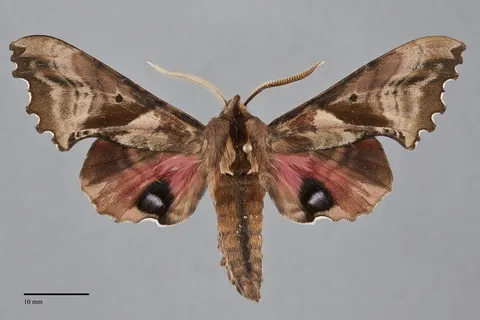 Paonias excaecatus