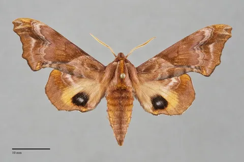 Paonias myops