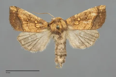 Papaipema harrisii