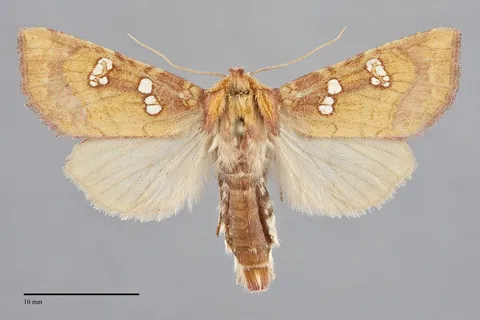 Papaipema limata