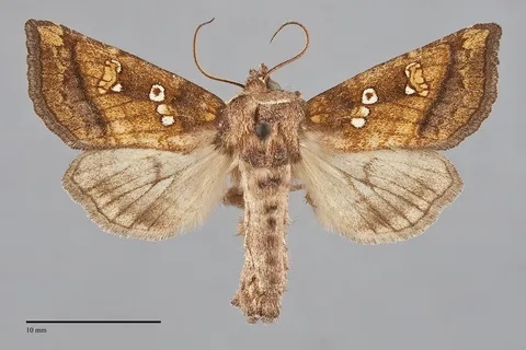 Papaipema sauzalitae