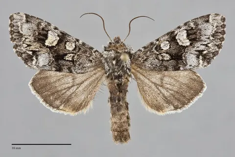 Papestra biren