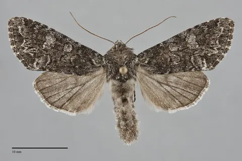 Papestra brenda