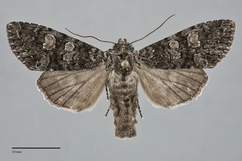 Papestra invalida