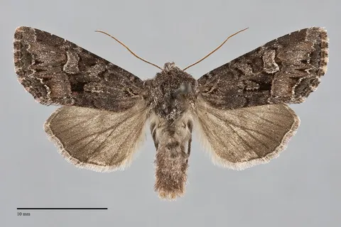 Papestra quadrata