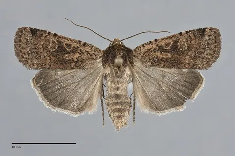 Parabagrotis cupidissima