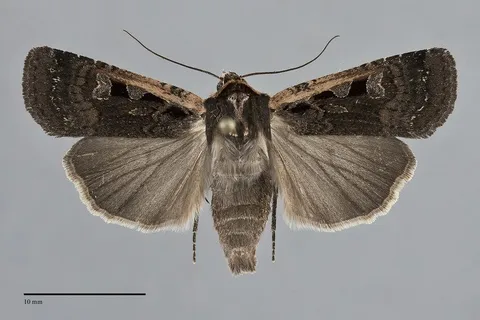 Parabagrotis exsertistigma