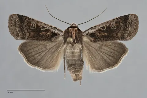 Parabagrotis formalis