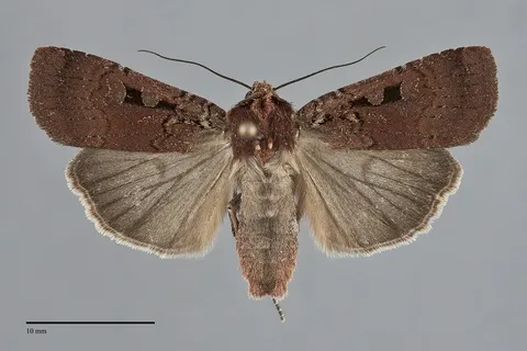 Parabagrotis insularis