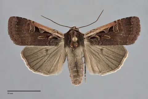 Parabagrotis sulinaris
