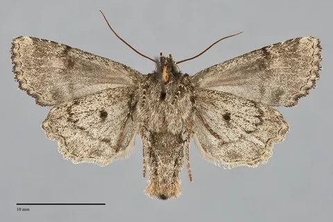 Paraseptis adnixa