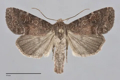 Parastichtis suspecta