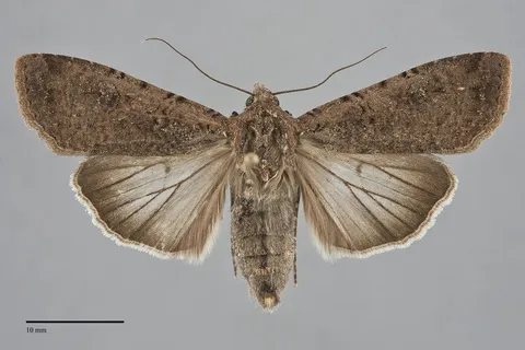 Peridroma saucia