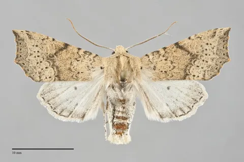 Perigonica angulata