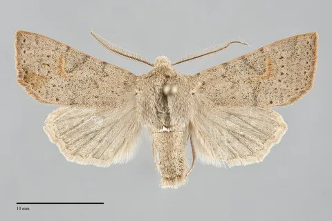 Perigonica pectinata