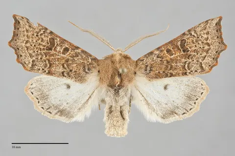 Perigonica tertia