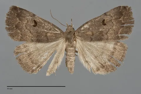 Phalaenostola hanhami