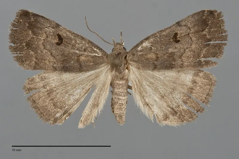 Phalaenostola hanhami