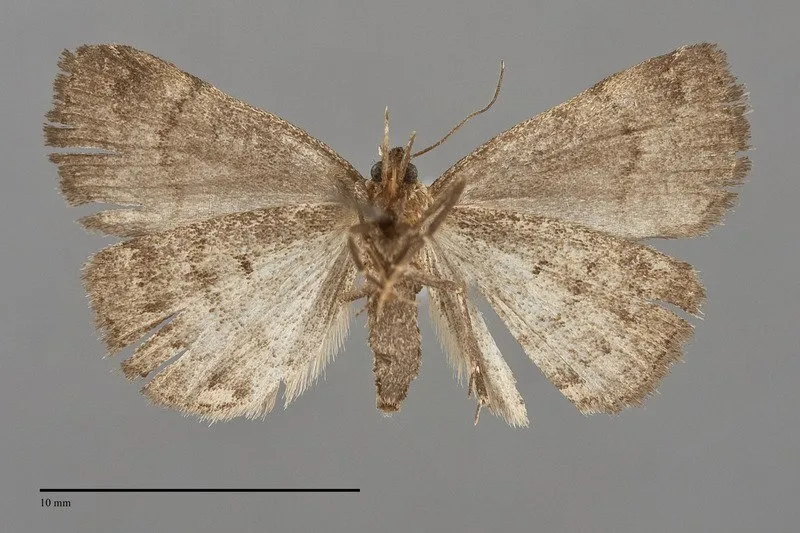 Phalaenostola hanhami