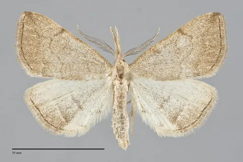 Phalaenostola metonalis