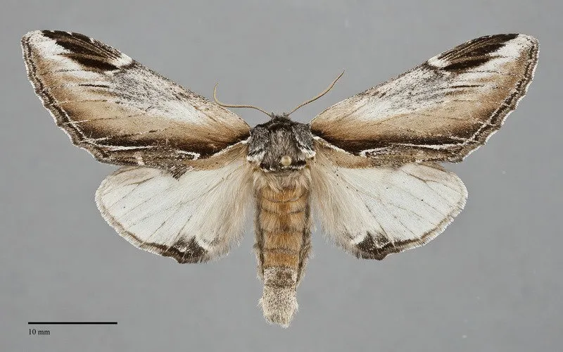 Pheosia "californica"