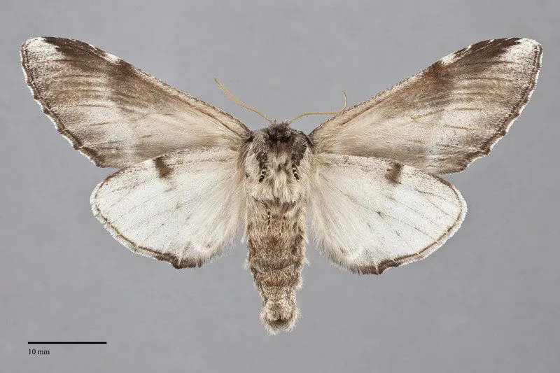 Pheosia "californica"