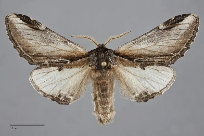 Pheosia "californica"