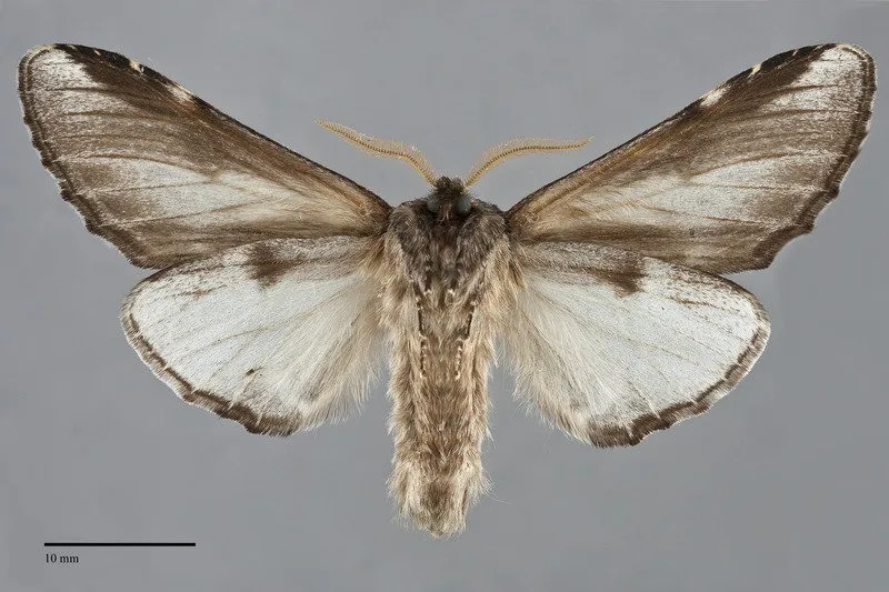 Pheosia "californica"