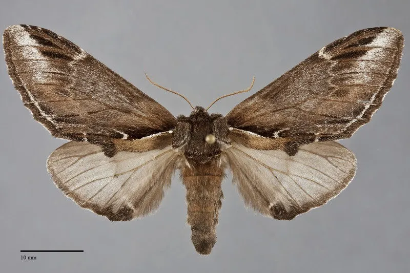 Pheosia "californica"