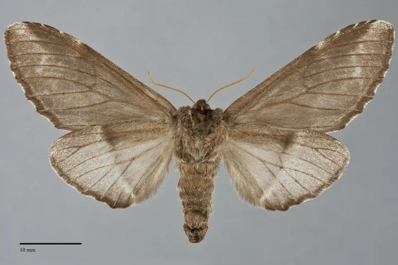 Pheosia "californica"