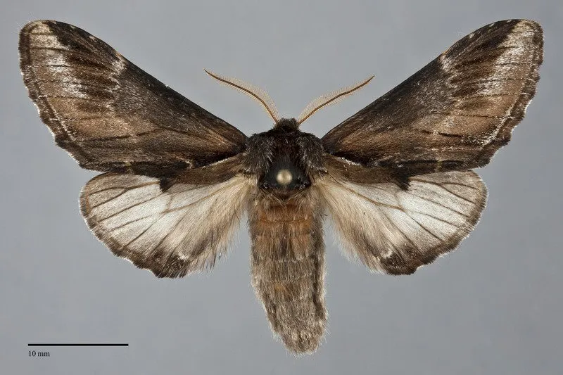 Pheosia "californica"