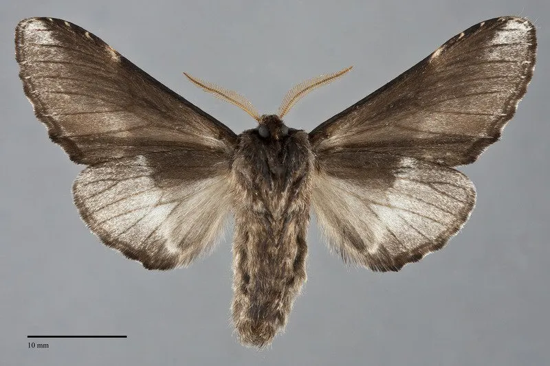 Pheosia "californica"
